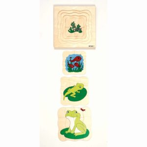 Growth/Life cycle puzzle frog - Educo
