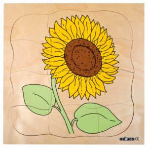 Growth/Life cycle puzzle sunflower - Educo