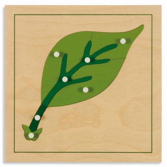 Botany puzzle: leaf - Nienhuis Montessori
