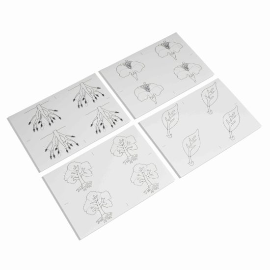 Kopiervorlagen für die Botanischen Puzzles - Nienhuis Montessori