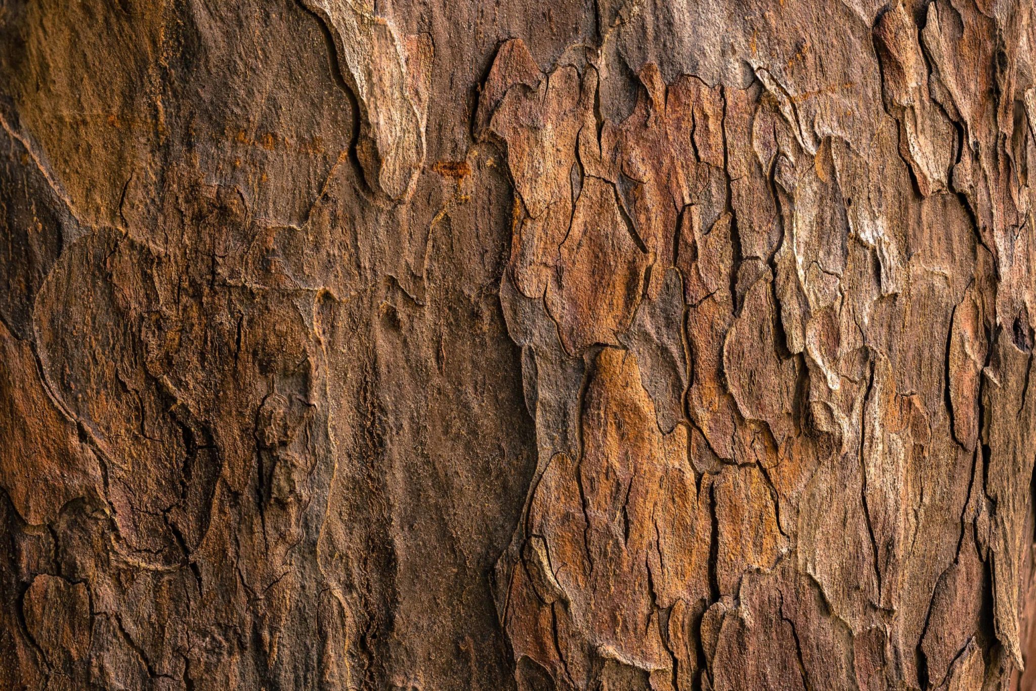ETHICAL WOOD