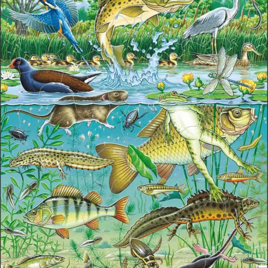 Maxi puzzle European aquatic pond ecosystem - Larsen