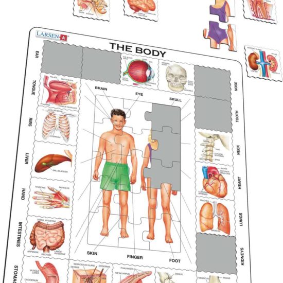 Maxi puzzle corps humain : Anglais - Larsen