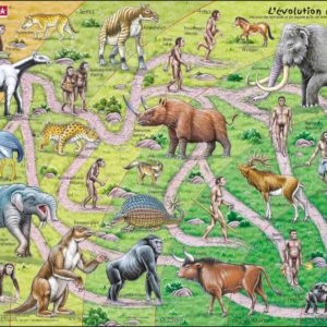 Maxi puzzle the road from ape to human: French - Larsen