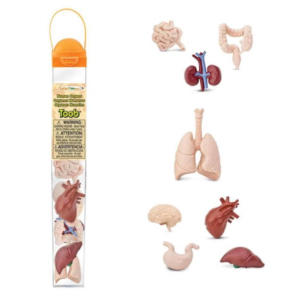 Human organs TOOB / Realistic miniature organ figurines Montessori learning toy - Safari Ltd