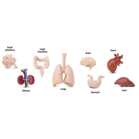 Human organs TOOB / Realistic miniature organ figurines Montessori learning toy - Safari Ltd