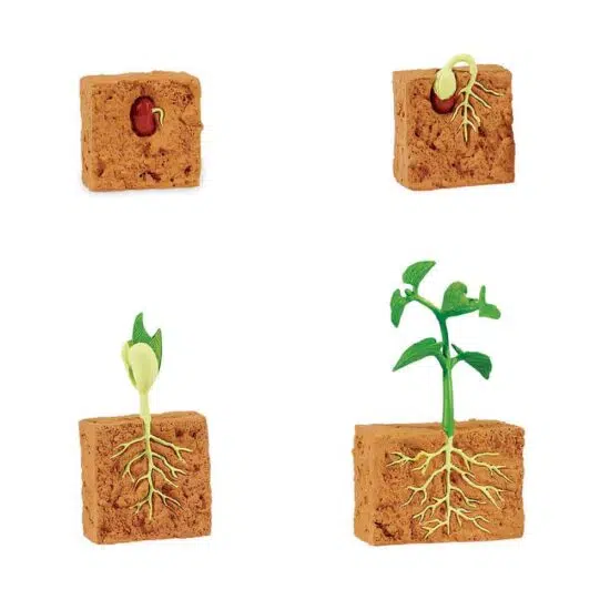Life cycle of a green bean plant figurines set - Safari Ltd learning toy