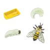 Life cycle of a honey bee figurines set Safari Ltd