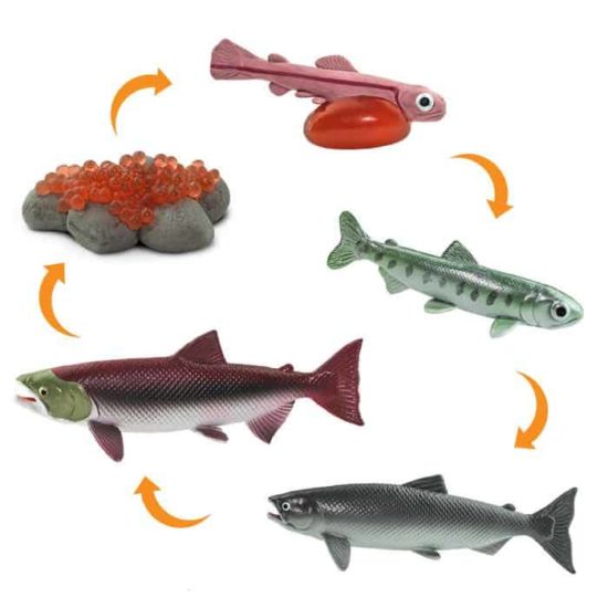 Life cycle of a salmon figurines set Safari Ltd learning toy