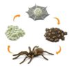 Life cycle of a spider figurines set - Safari Ltd learning toy