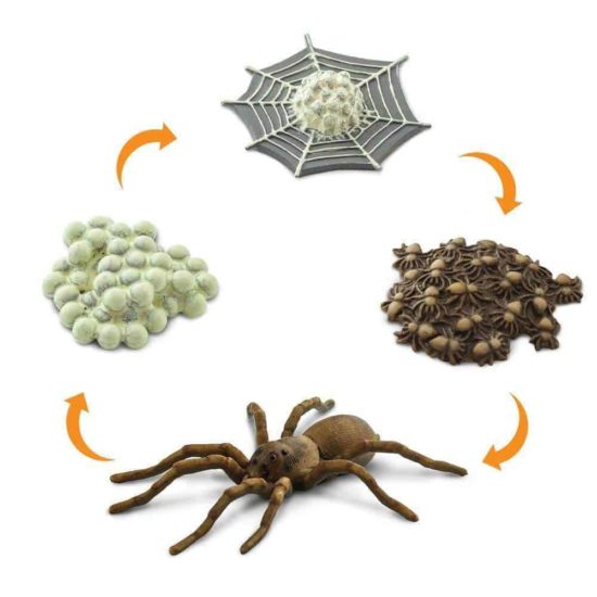 Life cycle of a spider figurines set - Safari Ltd learning toy