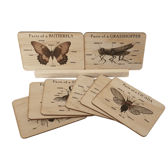 Bug anatomy cards set - 5 Little Bears