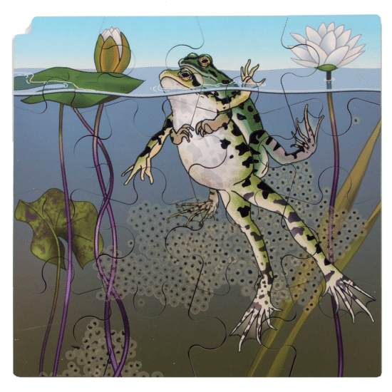 Layer puzzle life cycle frog Rolf