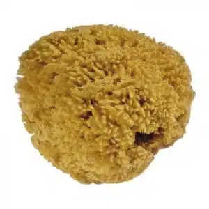 Natural sea sponge  / Waldorf watercolour painting supplies - Mercurius