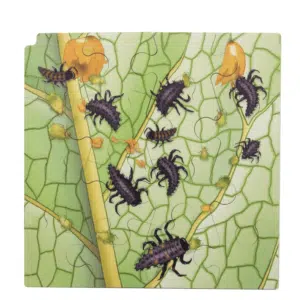 Puzzle ladybug - Rolf