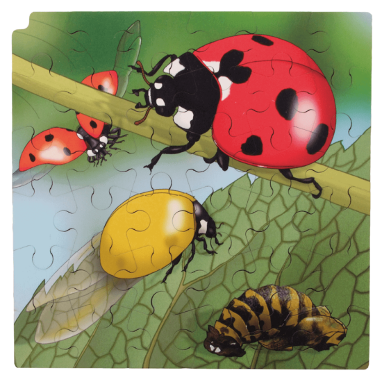 Layer puzzle growth ladybug - Rolf
