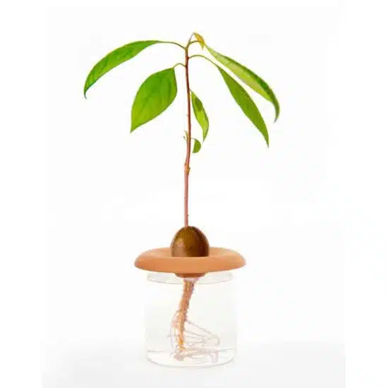 Kikkerland terracotta seed sprouters