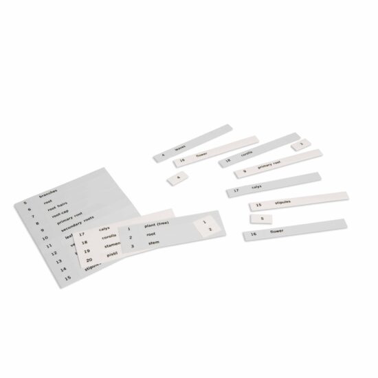 Name cards for first set of botany cards - Nienhuis Montessori