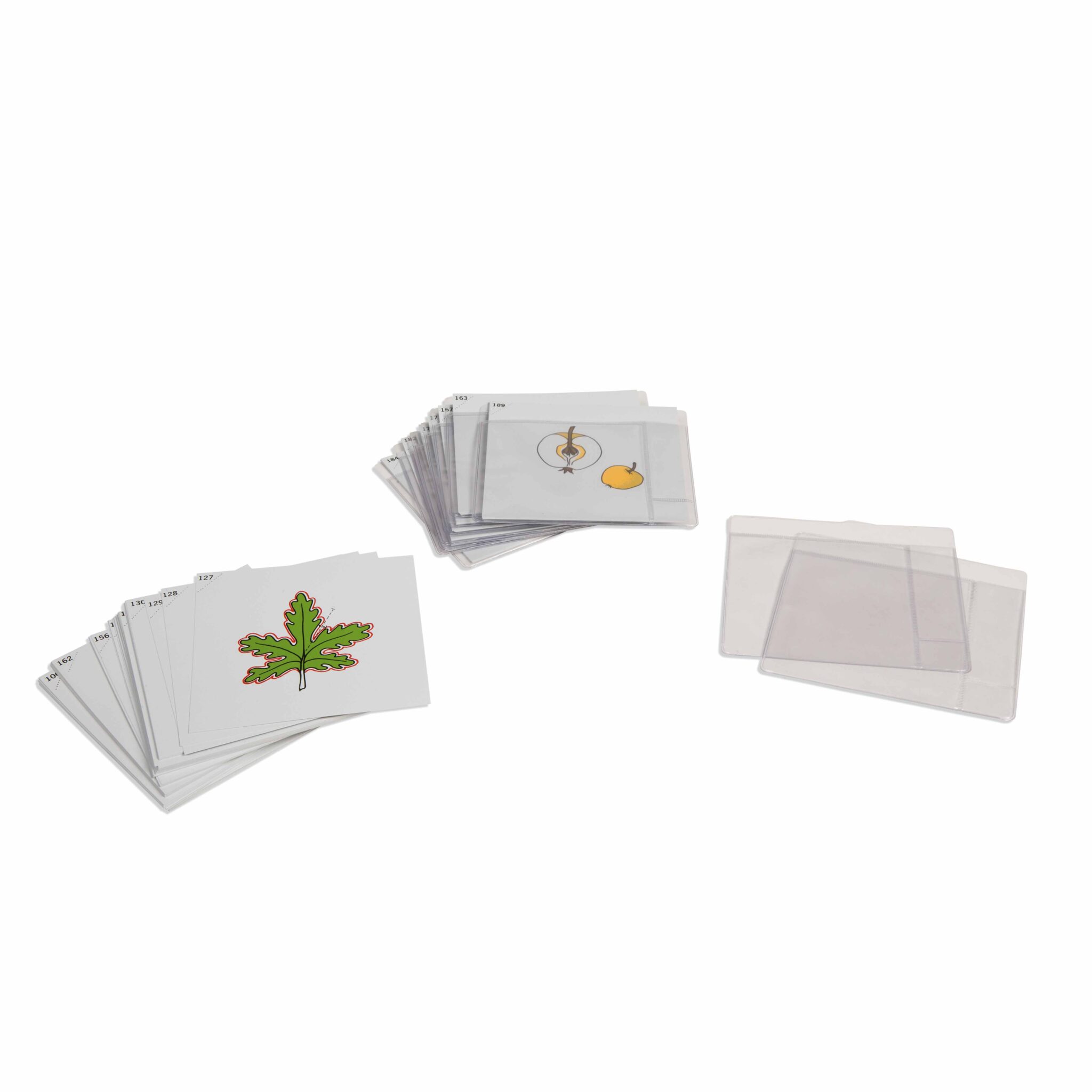 Third set of botany cards - Nienhuis Montessori