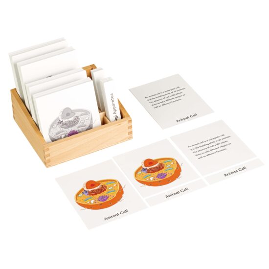 Animal cell nomenclature cards (English / German) - Nienhuis Montessori