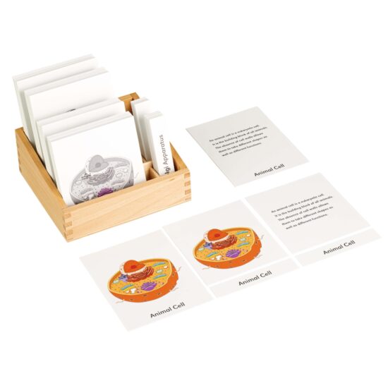 Animal cell nomenclature cards (English / German) - Nienhuis Montessori